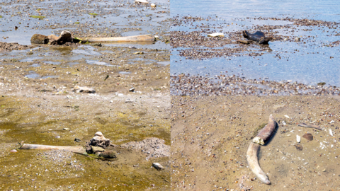  The remains of what historians believe is an ancient mammoth, which emerged after the Danube River's water levels hit record lows 