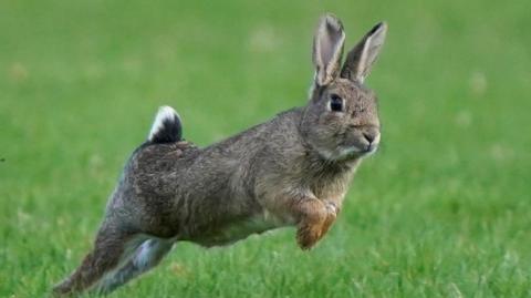 A grey rabbit running across a field of grass.