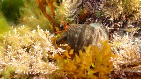 A crustacean in seaweed