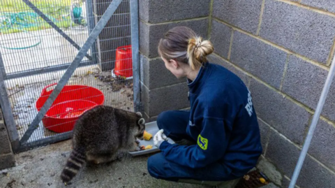 Abi Kemp has long brown hair tied back and is wearing RSPCA uniform. She is kneeling down to help feed the raccoon, which is very large.