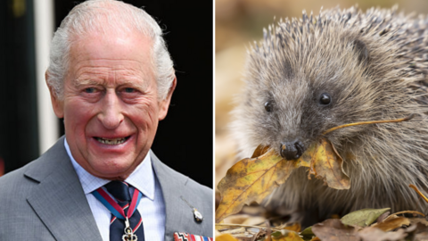Montage: King Charles; a hedgehog with a leaf in its mouth