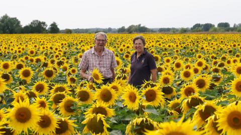 Two people standing in a large field of bright yellow sunflowers which extends to the horizon. A man with grey hair and glasses is wearing a checked shirt and a woman on his right is wearing a dark polo shirt. There is an overcast sky.