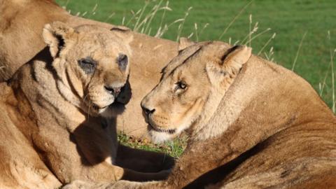 Two lionesses, Abi and Tullulah, are resting close together on a patch of grass, their bodies touching as they lie in the sun. They are both a warm tan or sandy brown, the typical colouring of African lions.