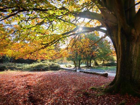 Brightly coloured autumn leaves  on the ground and the trees above shimmer in the sunshine