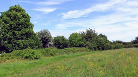 A meadow dotted with flowers on a sunny day bordered by trees and hedges. 