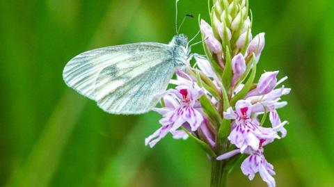 The Wood White bufferfly is on the left of the photo and the background is green.