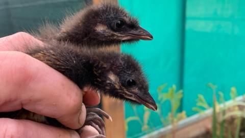 Two brown chicks are held up for the camera.  They are still fluffy and their necks are as wide as the fingers on the hand.  Their feet are about twice the size of the fingernails.