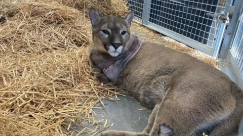 A puma laying in an enclosure on a bed of straw. The animal has its head turned to the side looking back towards its tail. There is a metal door with a padlock in the background.