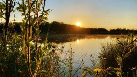 The sun rises over some silhouetted trees, both reflected in a body of water. In the foreground, wild flowers and grasses dominate, with the sun glinting on them. 