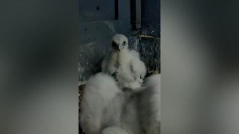 A fluffy white peregrine chick looks at the camera as it sits in a nest in Glasgow's City Chambers. Its sibling sits in front of it and is moving around and flapping its wings.