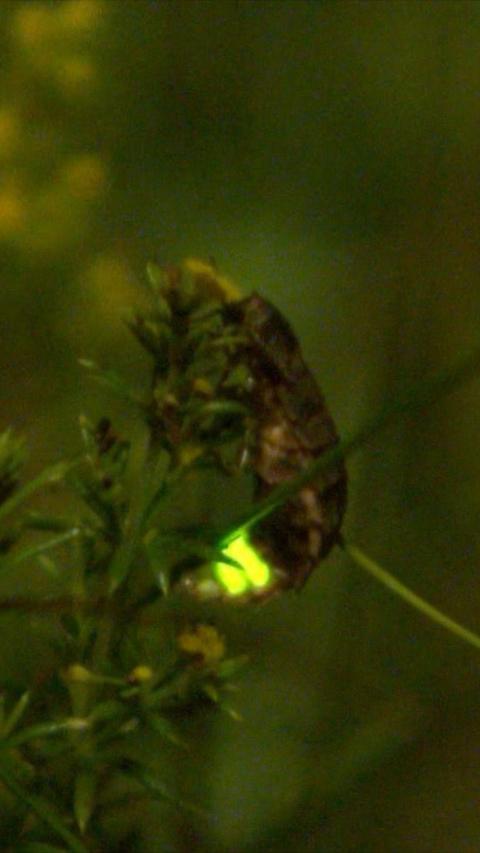 A glow worm glowing at night-time