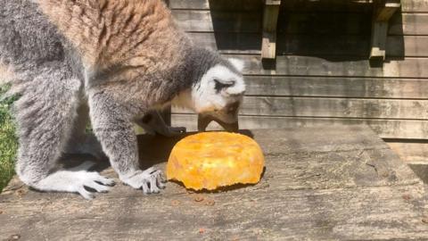 Lemur eats frozen lolly