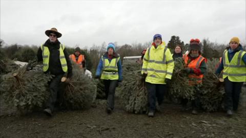 Seven people in high vis jackets dragging Christmas trees along a path for recycling