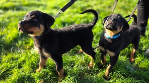 A pair of rottweiler puppies stand next to each other on a grass patch. They are black and tan in colour.