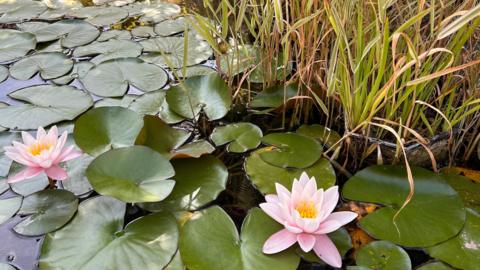 Two pale pink water lily flowers are open showing yellow stamen to the world. They sit amognst their floating leaves on a pond with some water grass just behind.