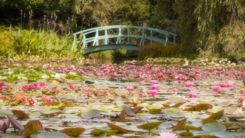 A pond of flowering pink water lillies lead to a Japanese style bride in teal that bends over the water with reeds and trees each side.