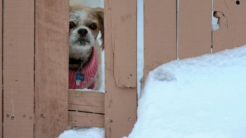 A small dog in a red jumper looking through a crack in a wooden fence. On the ground there is a fair anount of snow. 