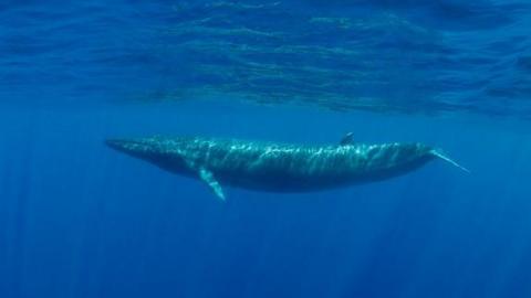 Bryde's whale swimming in blue water near the surface, Indian Ocean.