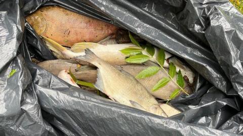 An open plastic bin bag with several dead fish, mostly silver or grey in colour.