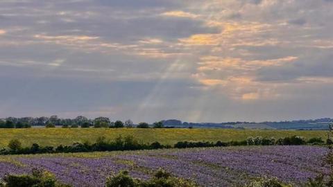 Hazy sun shines through breaks in the cloud above a lavender field 