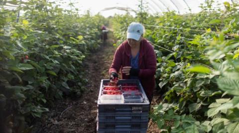 Fruit picker 