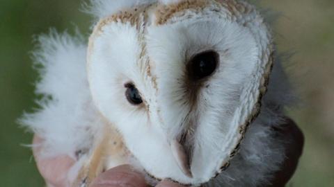 A baby barn owl's white face and pink beak is visible, held in someone's hand.