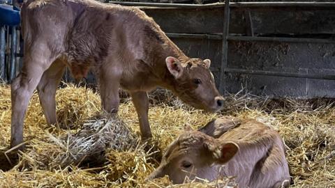 Image shows two light brown calves in the pen, surrounded by hay. The new-born calf is standing on the left and is smelling its twin which is slightly bigger and laying down in the hay below. 