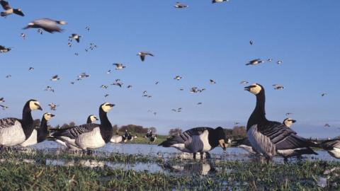 Barnacle geese