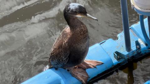 A dark brown waterbird with a long, slightly hooked beak stands on a bright blue structure floating on water. The bird’s feathers appear glossy and textured, and its large webbed feet rest on the blue platform.