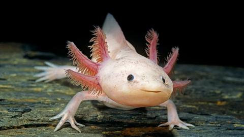 Axolotl