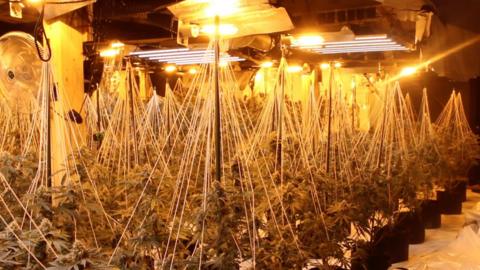 Cannabis plants being grown in pots in a very large room with orange heat lights above them.