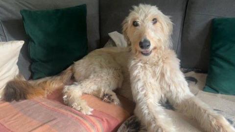 A light coloured lurcher cross dog with a shaggy coat lies on blankets covering a grey sofa. He looks directly into the camera.