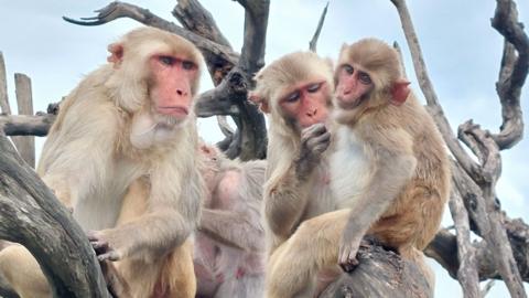 Macaques grooming on dead tree