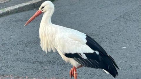 A black and white stork with orange bill and legs