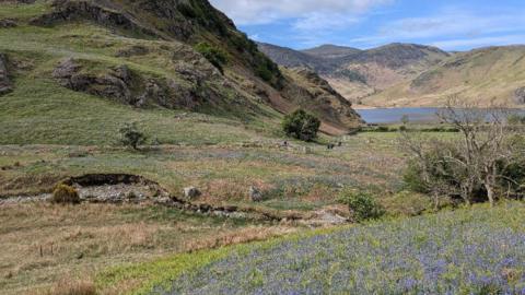 General view of the bluebells at Rannerdale in the Lake District, Cumbria, with Crummock Water in the distance.