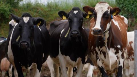 A group of three cows are looking at the camera, two are black and white, one is brown and white. They have yellow tags in their ears and there are other cows behind them and a green hedge