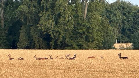 A herd of deer move through a wheat field with a backdrop of tall green trees behind