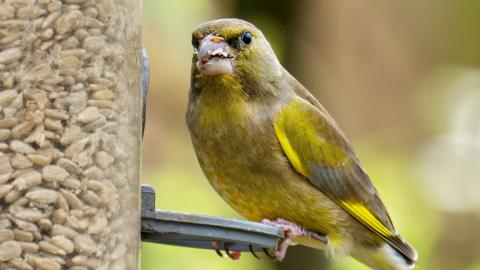 A greenfinch on a bird feeder in a garden in Ambleside, Lake District