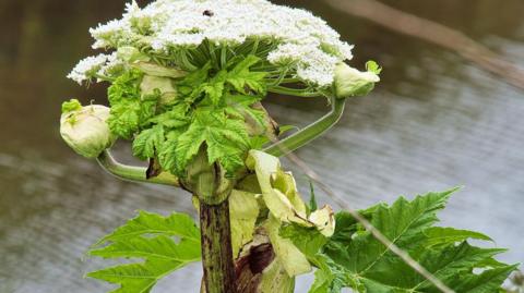 Giant Hogweed plant by a river