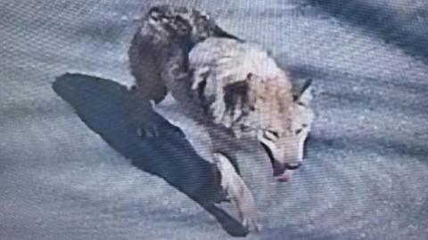 Footage shows the runaway wolf walking on a road in Daejeon, South Korea