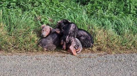 Puppies curled up on grass next to a road