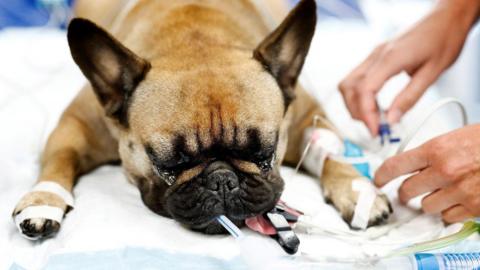 A pug dog is under anaesthetic on a vet's table. A woman's hands can bee seen injecting a liquid into a syringe which has tubes leading to the dog's leg. There is a straw in the dog's mouth and its tongue has a metal clip on it keeping it out and to the side of the mouth.