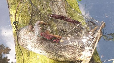 A dead otter inside a cage which has been pulled from the water and placed on a tree trunk