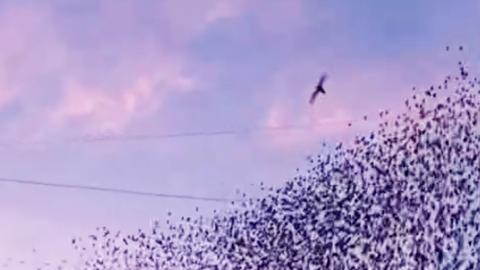 A lone falcon attacks a murmuration of starlings silhouetted against a pink and blue evening sky