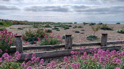 Purple flowers on a shingle beach with grey, cloudy sky behind