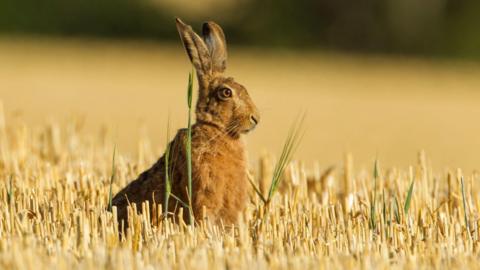 A brown hare sits in a field of golden stubble. The hare is in profile and has its ears up, listening for sounds.