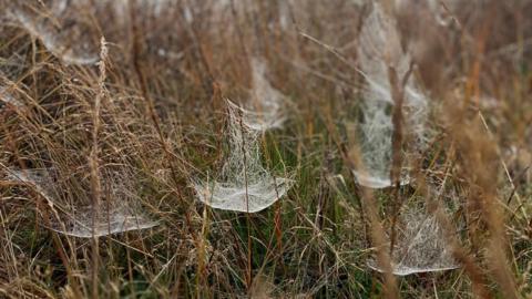 Brown grasses stand throughout the picture. Several strands are joined together by cobwebs. Each cobweb appears white, coated in moisture, making them show up more clearly. 