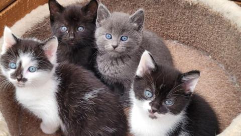 Four kittens, one grey, one black and two black and white in a brown cat basket.