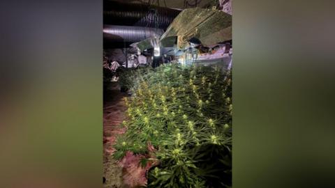 Green cannabis plants growing in the basement of a building.