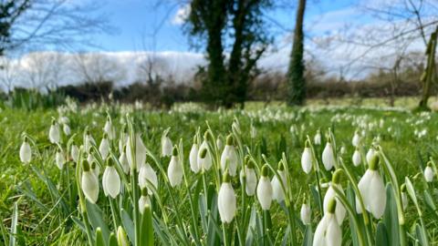 A close up of snowdrops in a field with trees in distance and blue sky and cloud in background